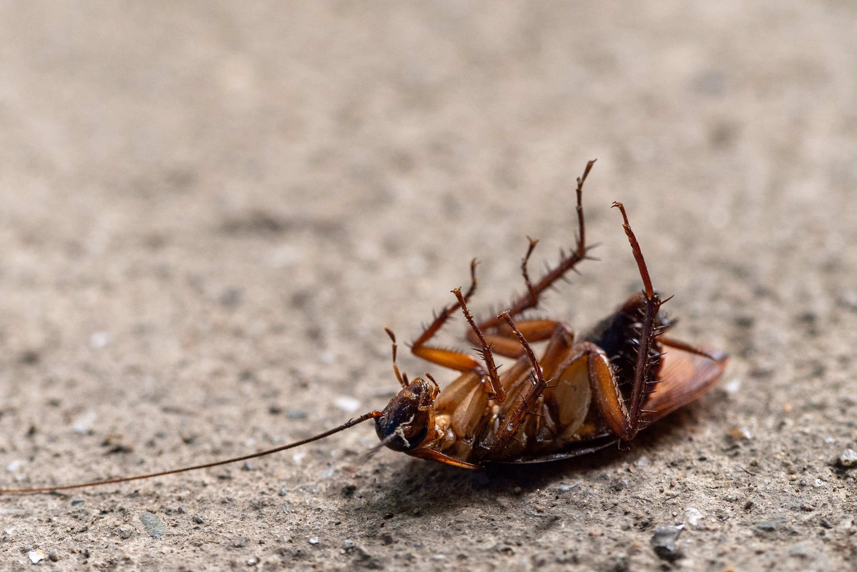 Pest control expert inspecting